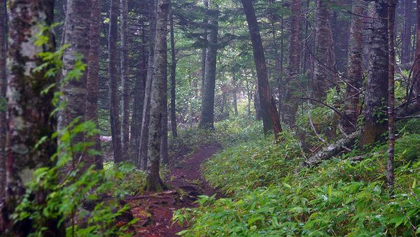 Старая японская тропа Старая японская тропа