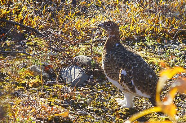 Местные куропатки Местные куропатки