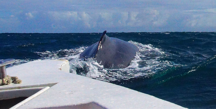 Большой плавник на спине, характерная особенность горбатых китов