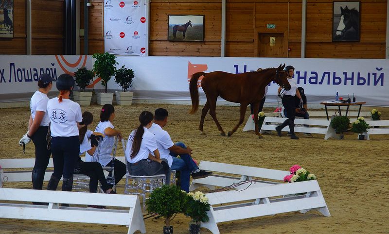 Оценка судьями лошади на Национальном фестивале молодых лошадей