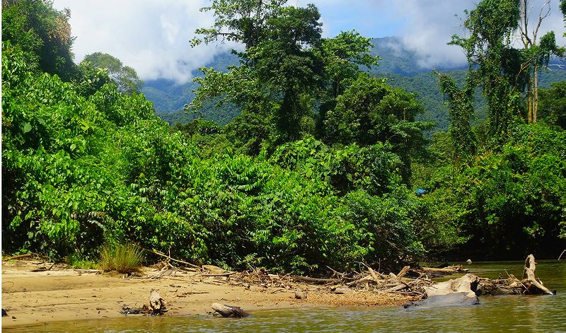 В джунглях Борнео