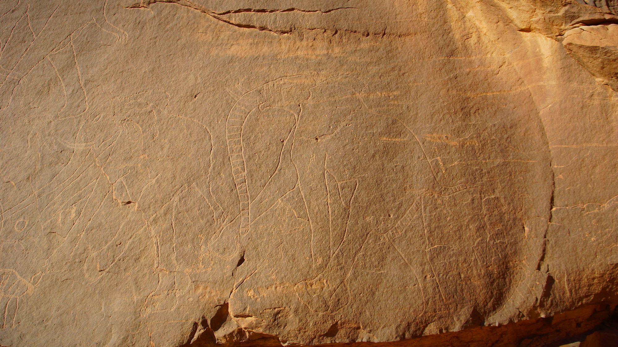 Испражняющийся слон