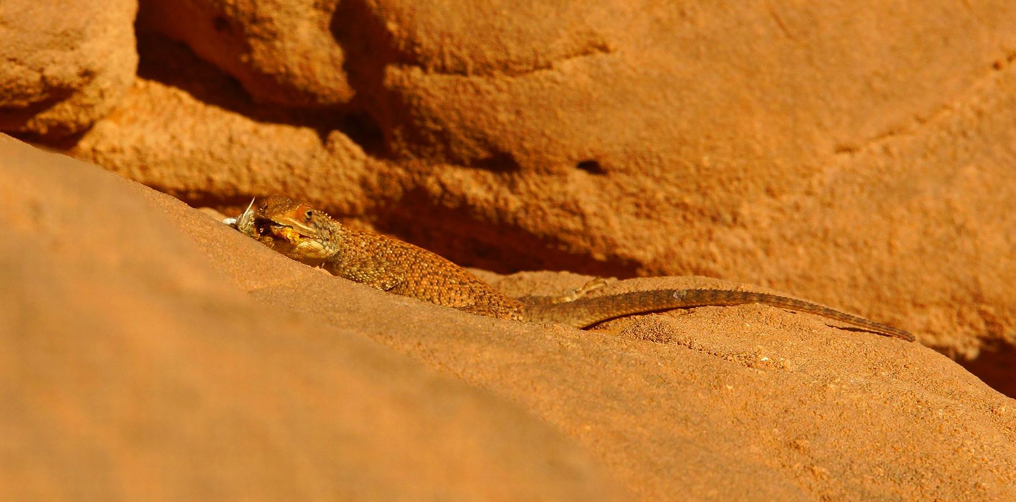 Обедающий геккон Обедающий геккон