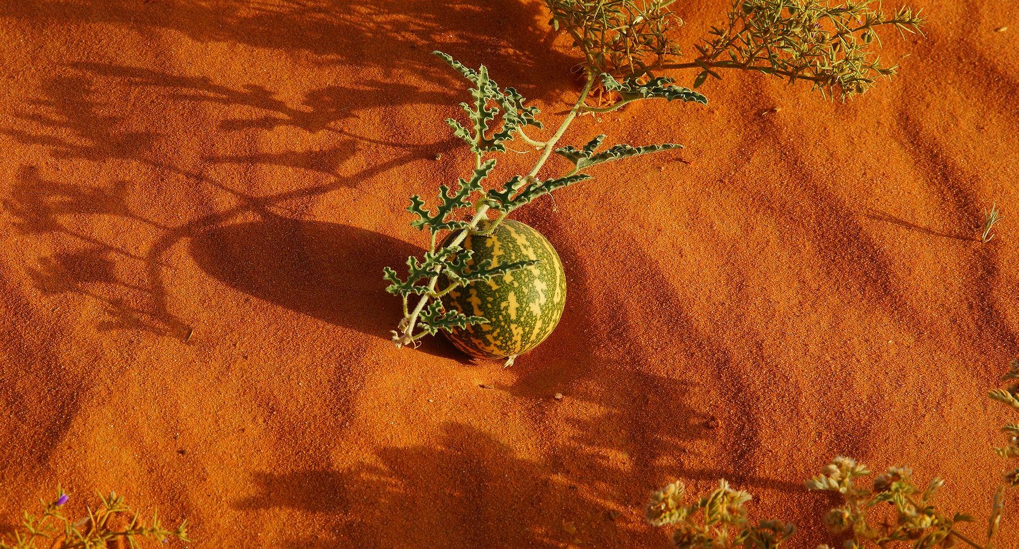 Дикий арбуз Дикий арбуз