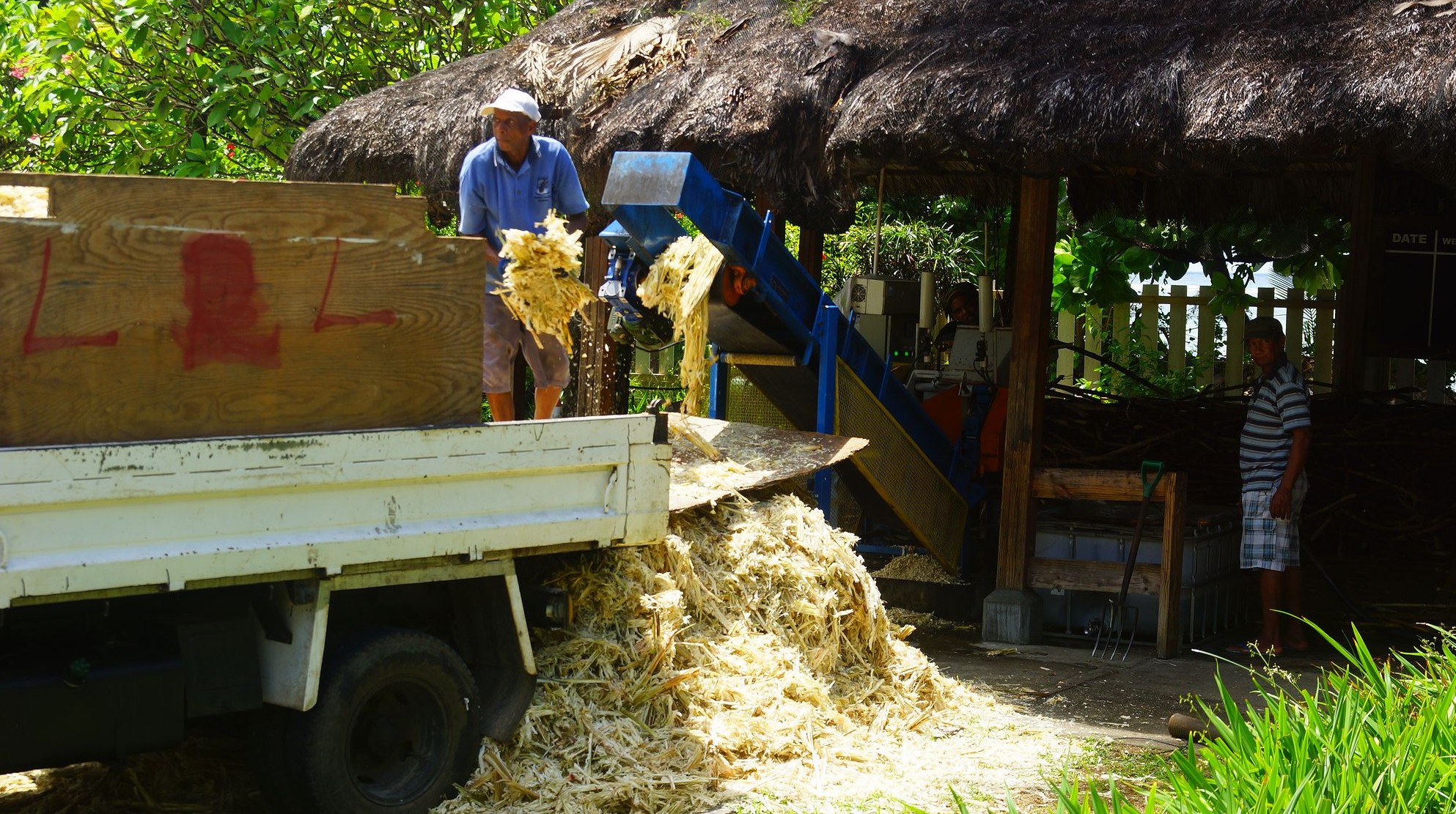 Аппарат для измельчения стеблей сахарного тростника на ромовой фабрике Аппарат для измельчения стеблей сахарного тростника на ромовой фабрике