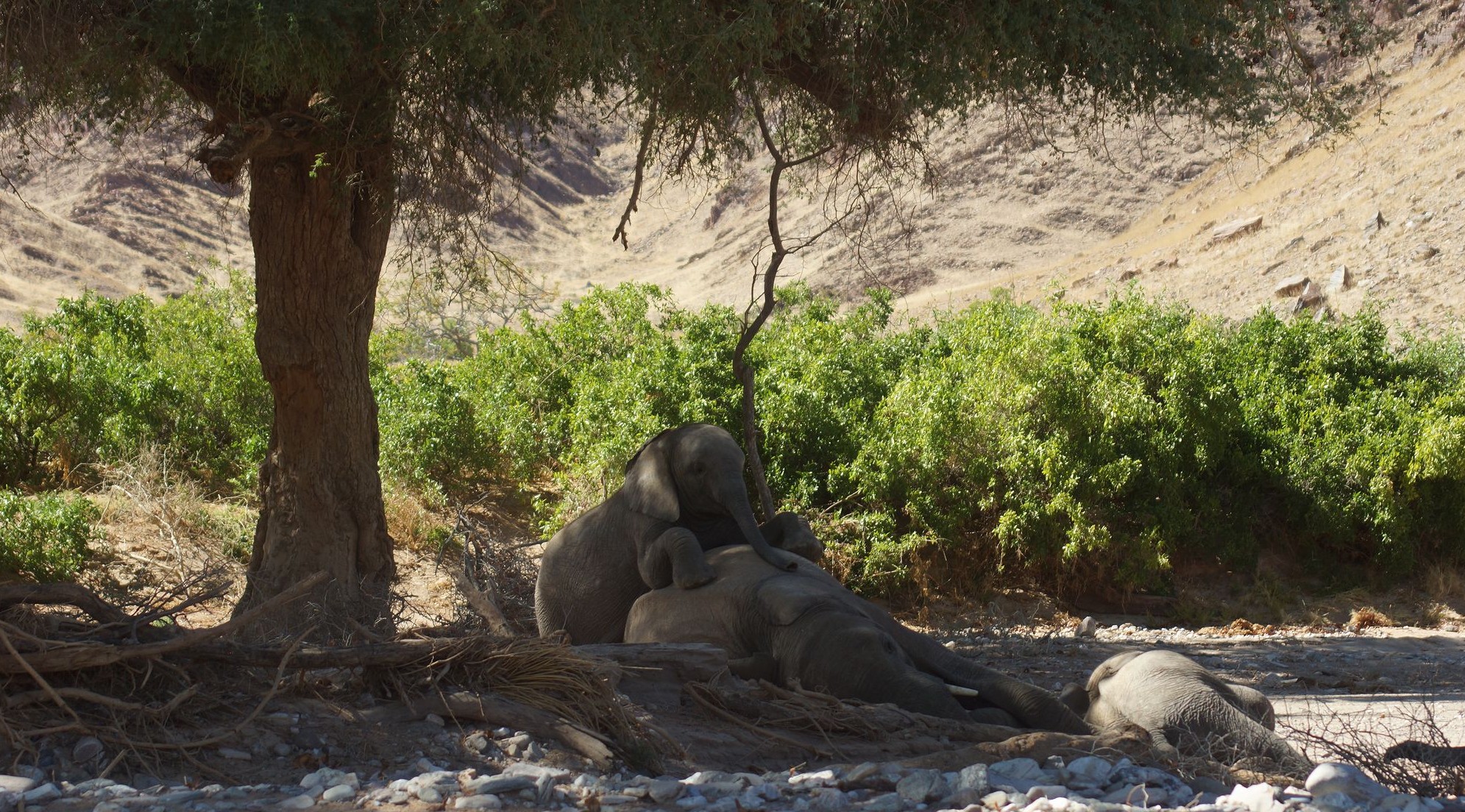 Тихий час у слонят
