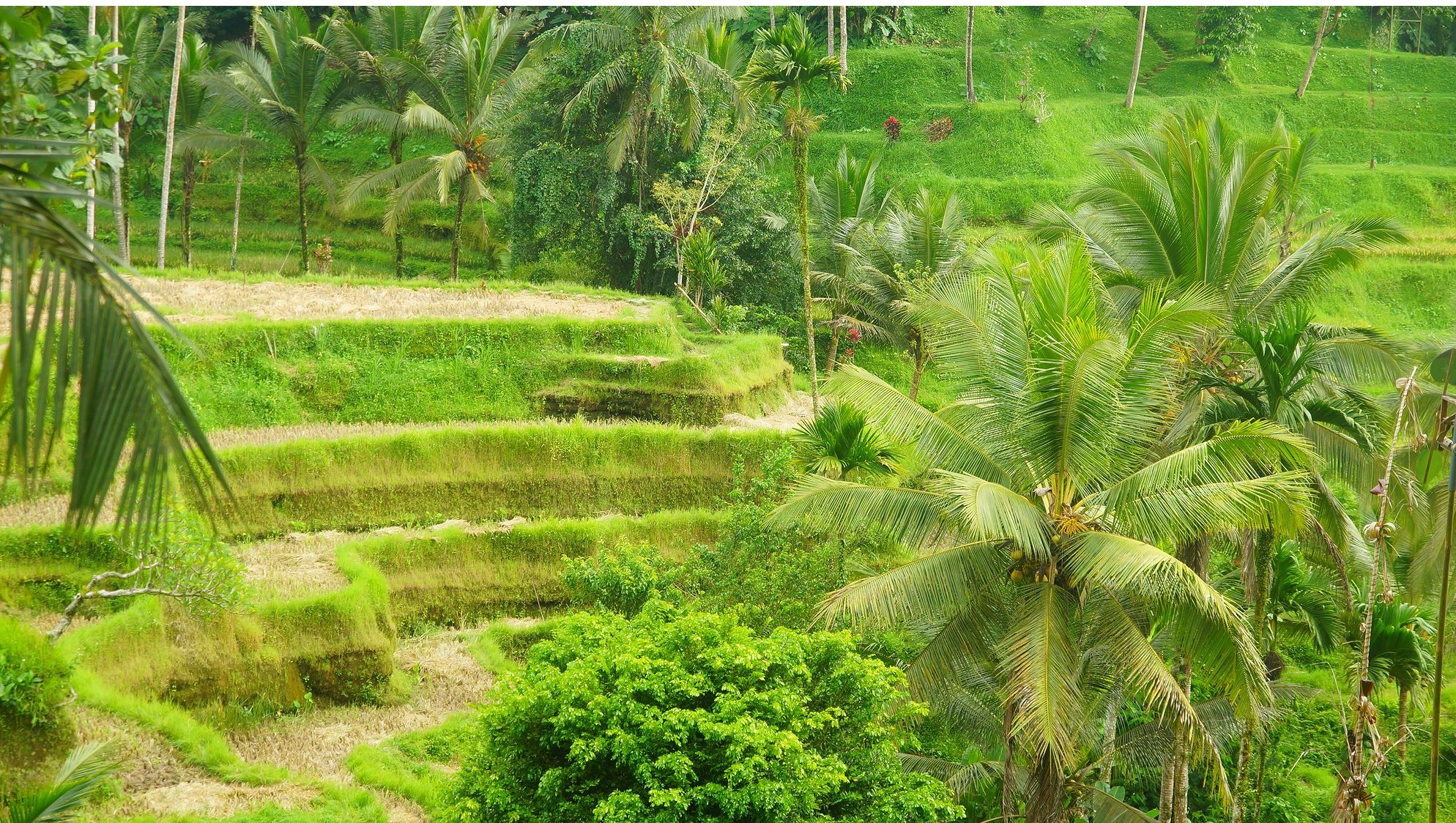 Рисовые террасы Рисовые террасы