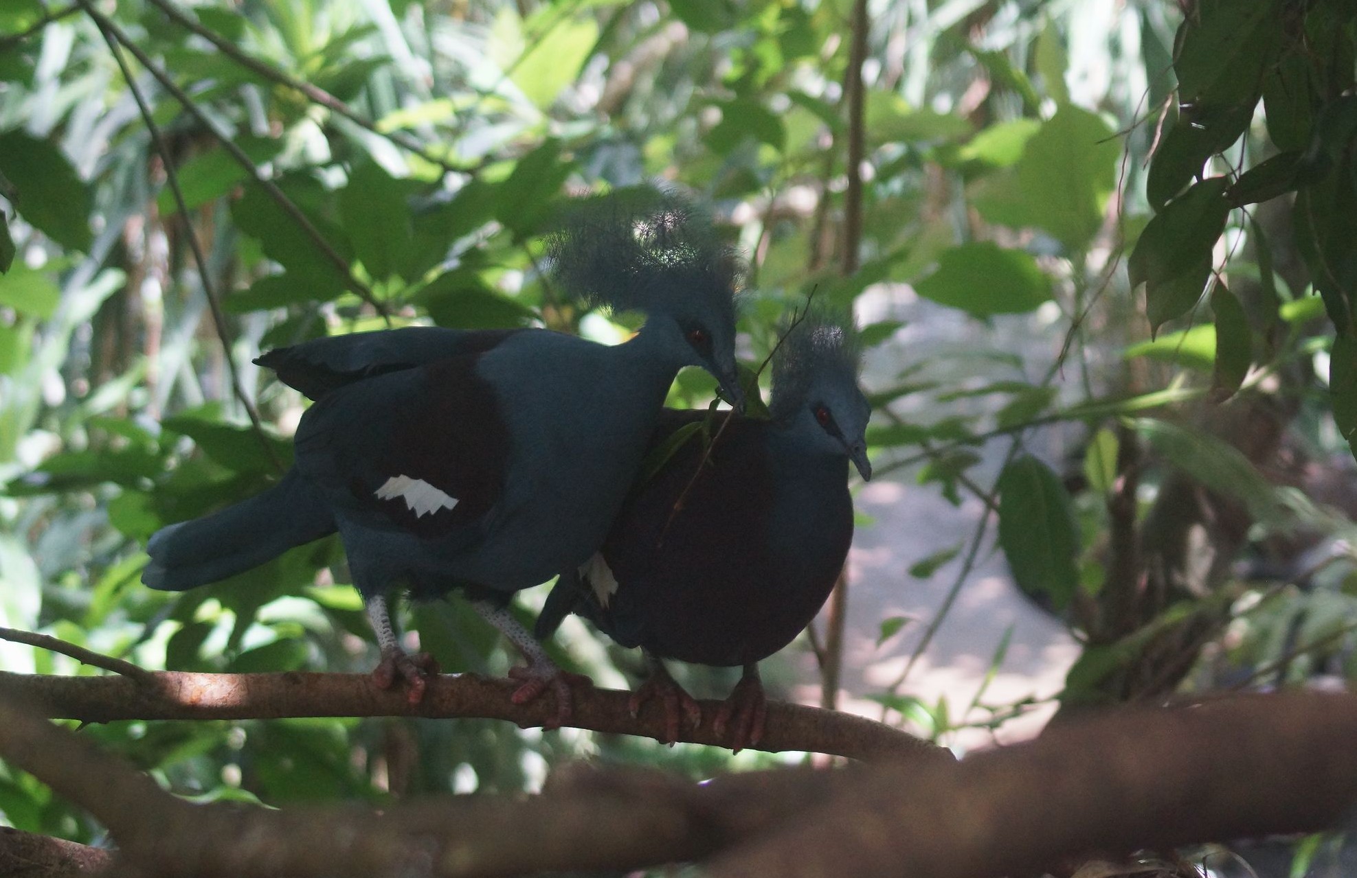Папуасские птицы (Коронованные голуби) Папуасские птицы (Коронованные голуби)