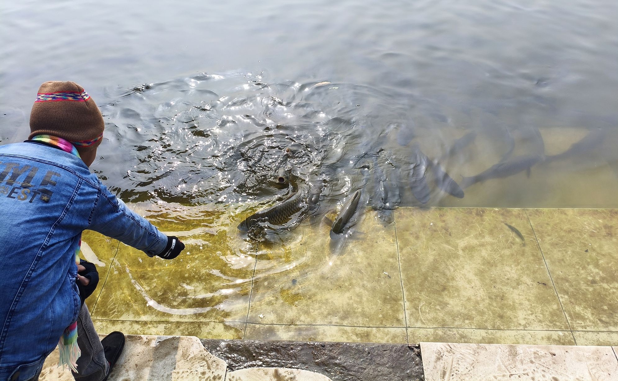 Кормление священных рыб
