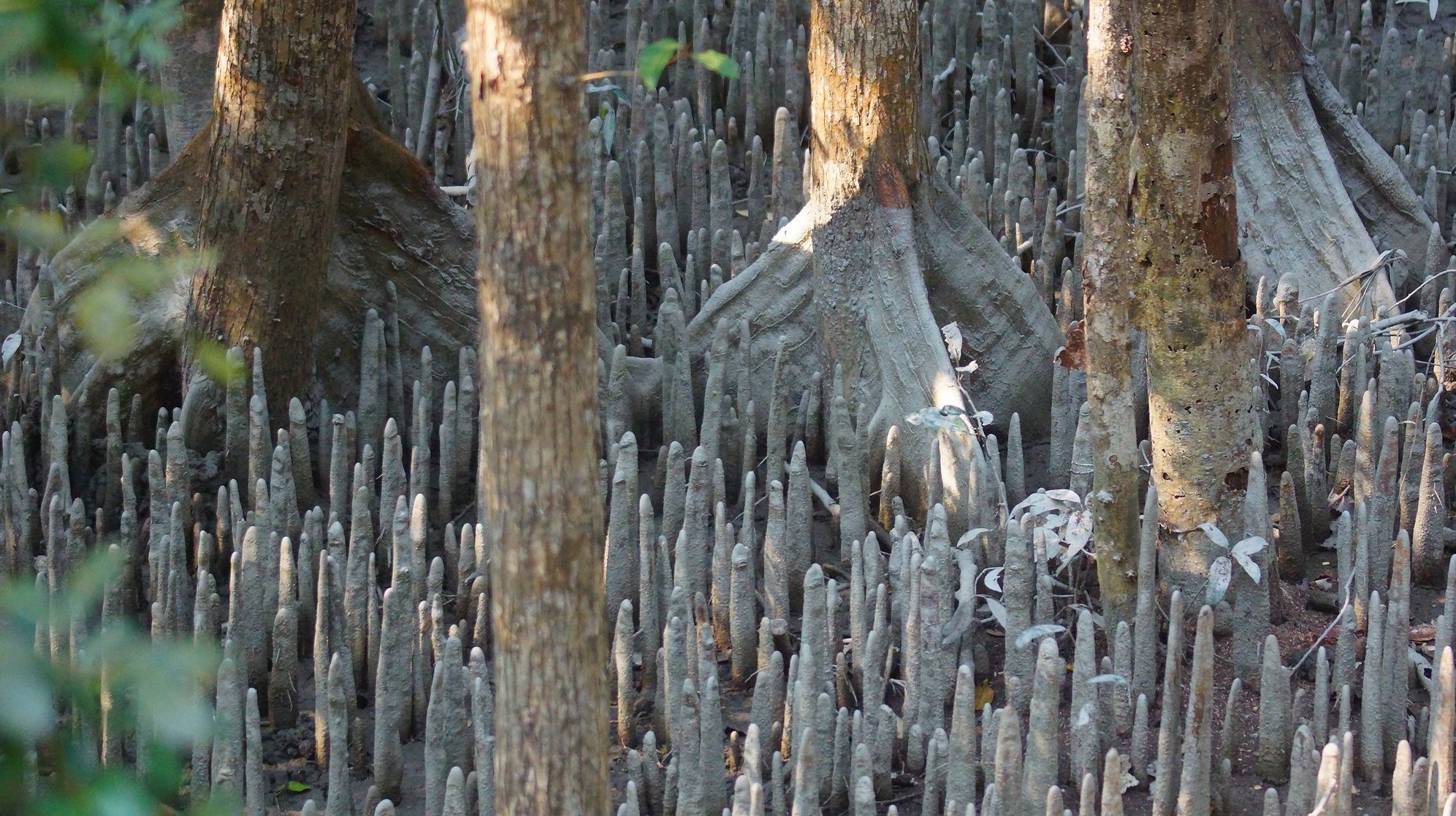 Сказочный лес